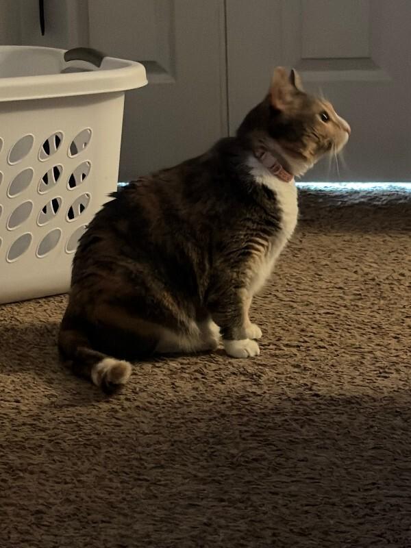 Elle, a Adoptable Calico in Belton, MO image 4/6