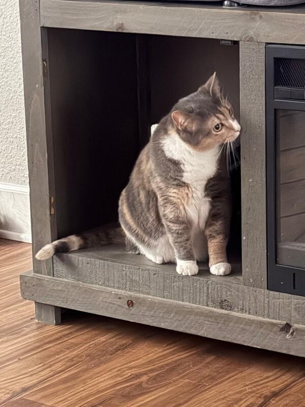 Elle, a Adoptable Calico in Belton, MO image 5/6