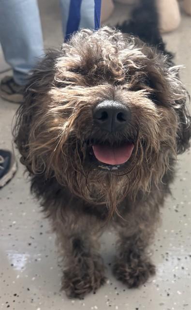 Enlarge TEDDY, a Adoptable mixed breed in Forney, TX image 1/1