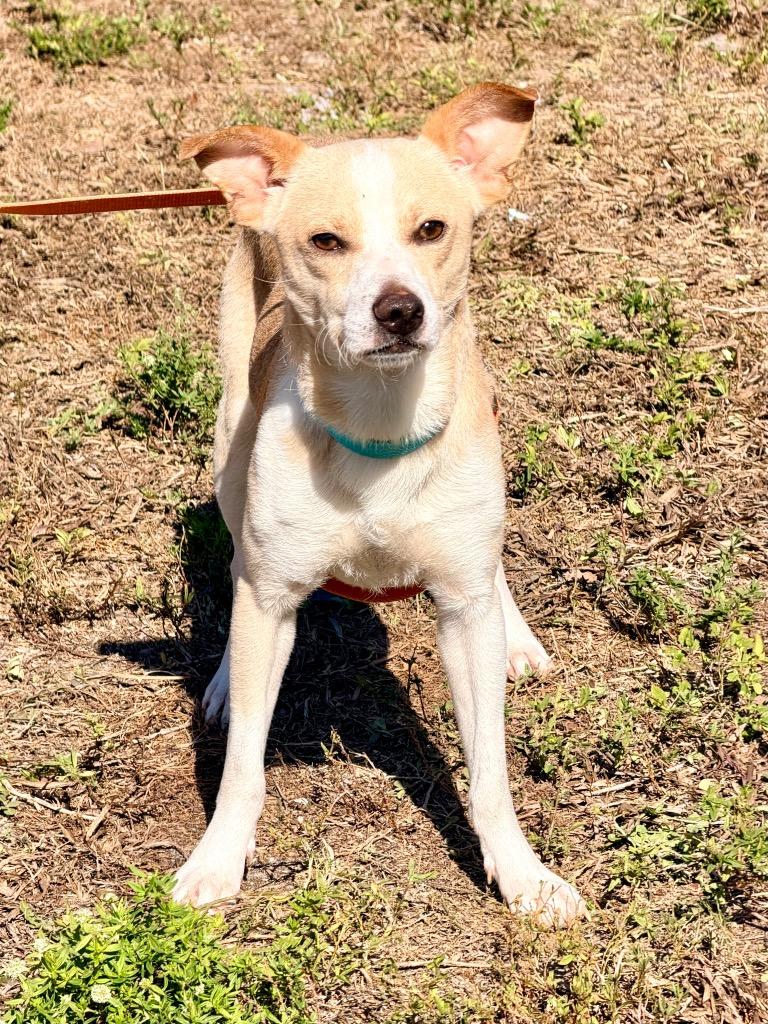 Gravy, Adoptable, Young Male Mixed Breed.
