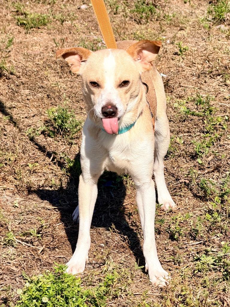 Enlarge Gravy, a Adoptable mixed breed in Cape Coral, FL image 2/2