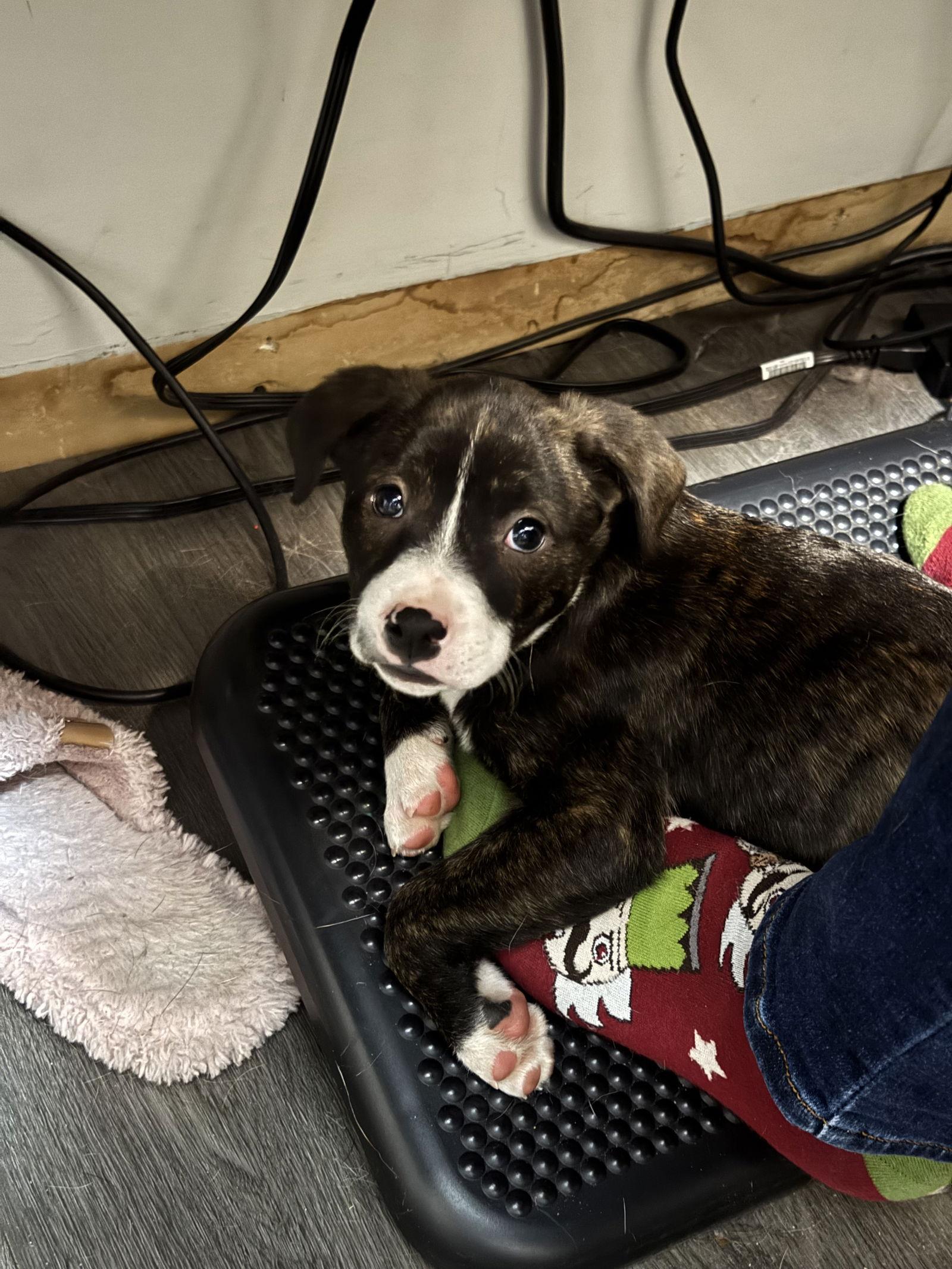 Indigo, Adoptable, Puppy Female Hound & American Staffordshire Terrier.