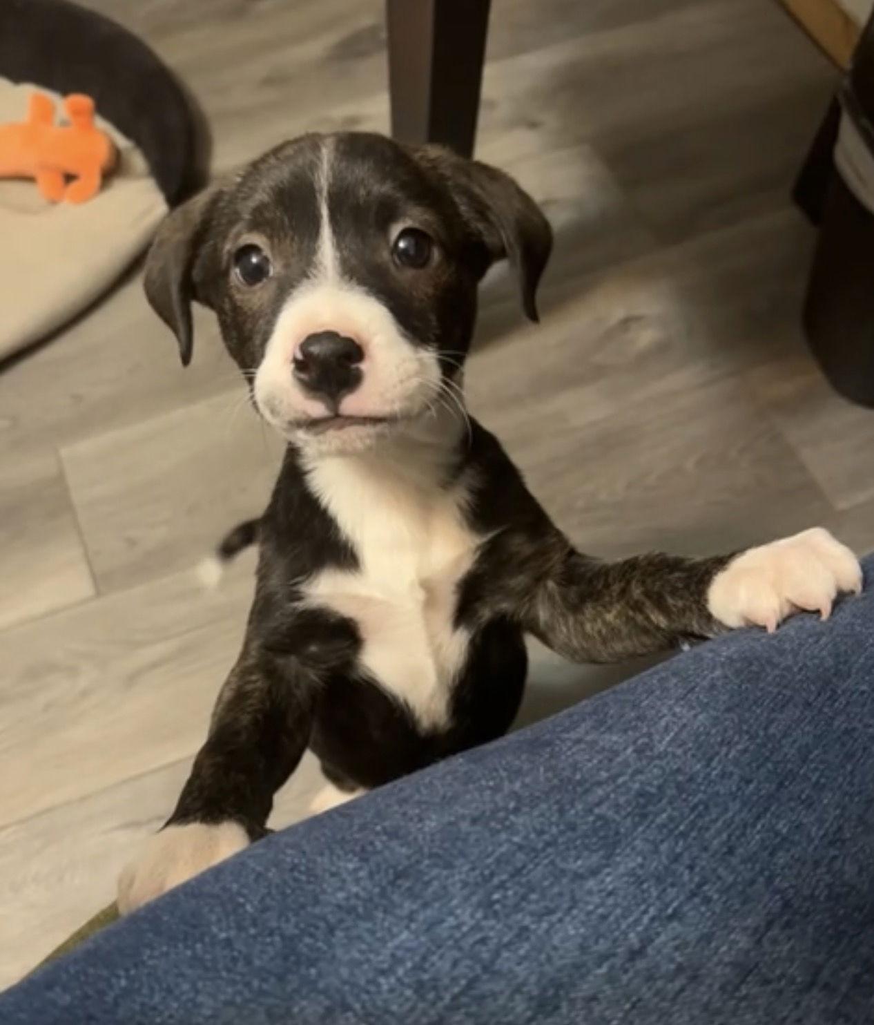 Enlarge Indigo, a Adoptable mixed breed in Duluth, MN image 2/3