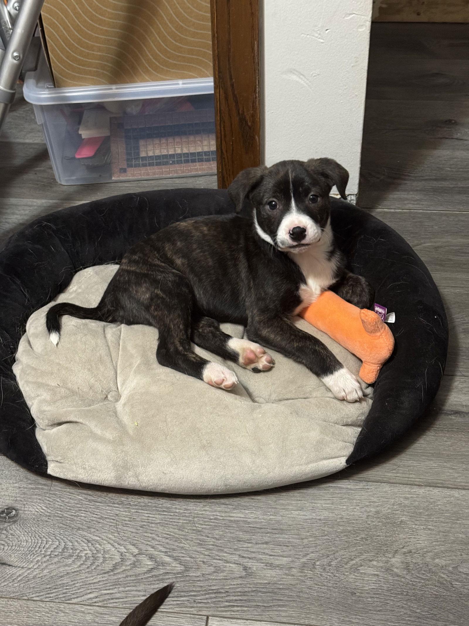 Enlarge Indigo, a Adoptable mixed breed in Duluth, MN image 3/3