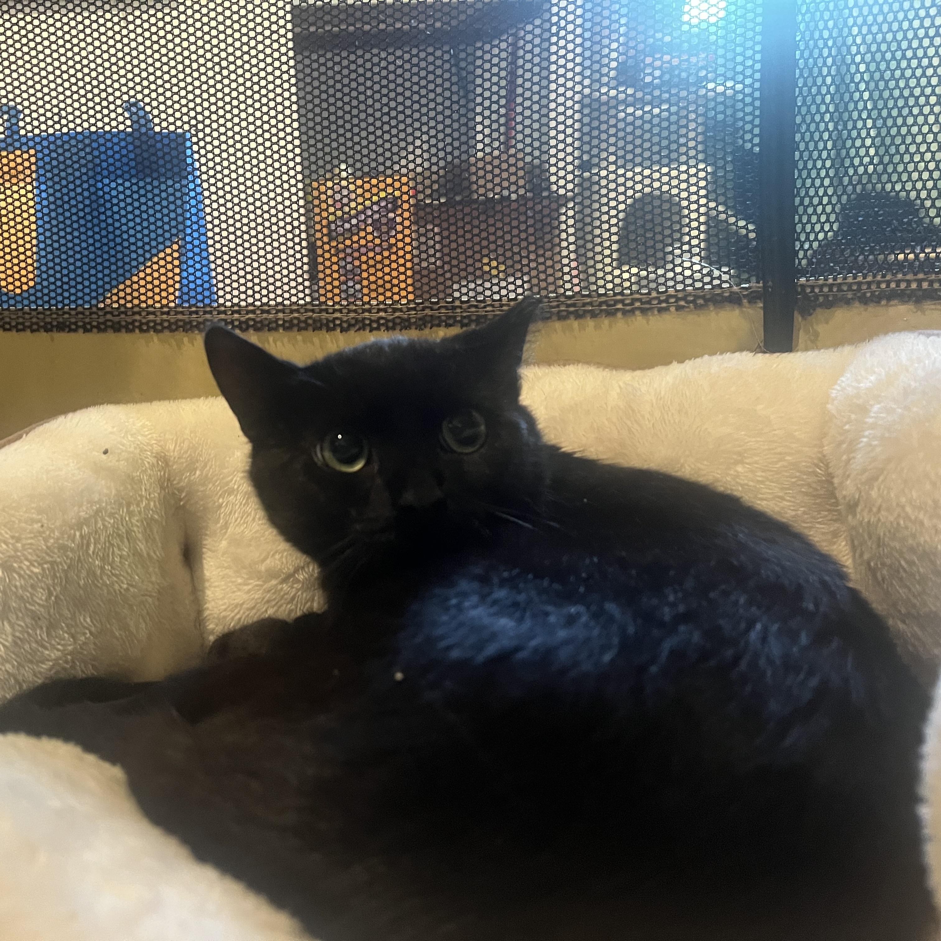 Keith, Young Male Domestic Short Hair