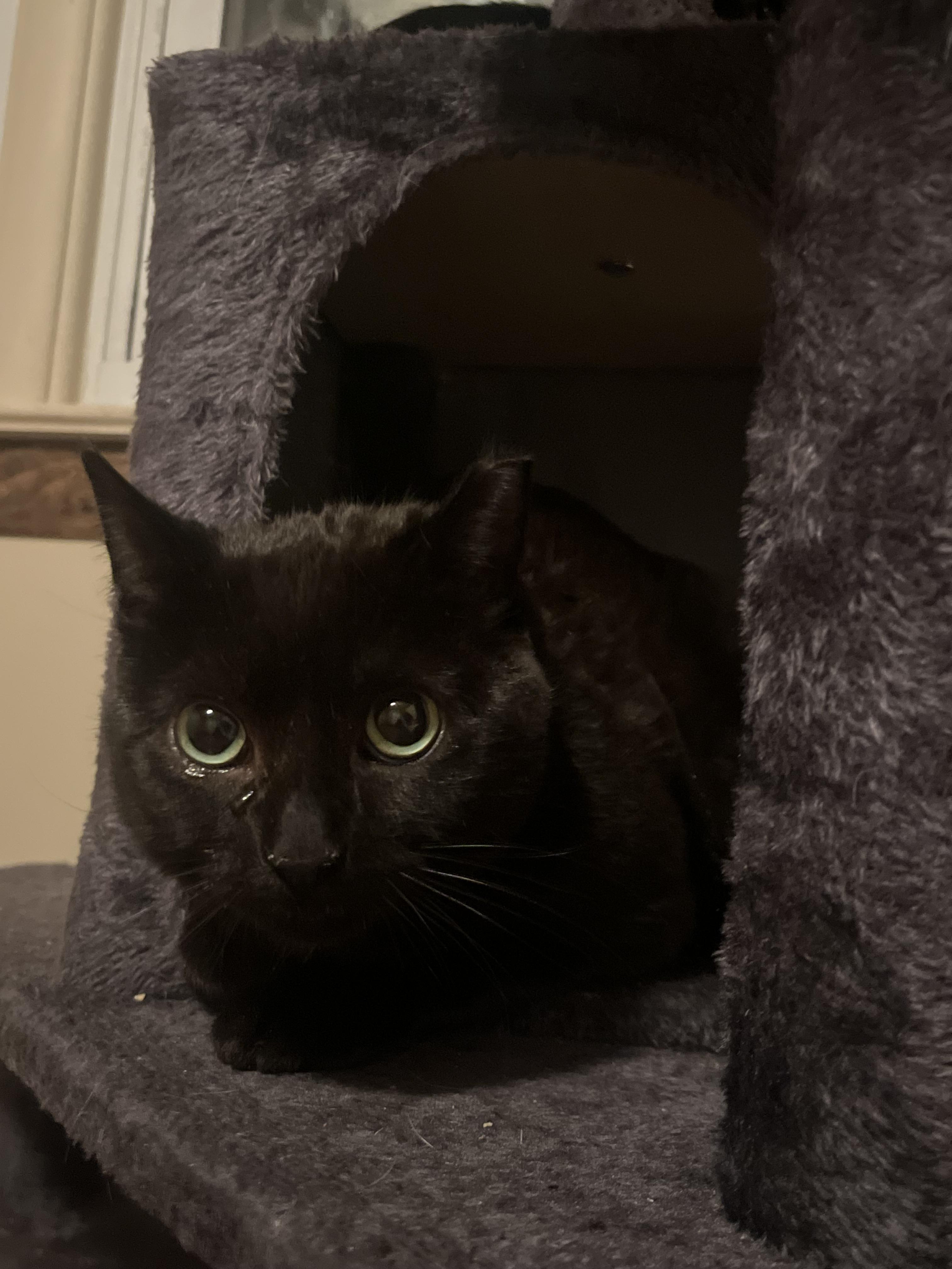 Enlarge Keith, a Adoptable Domestic Short Hair in Sussex, NJ image 4/4