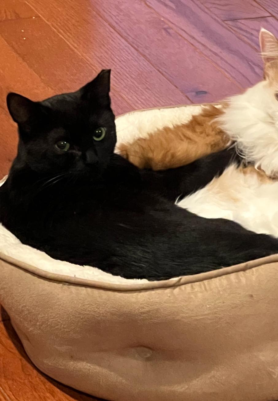 Enlarge Keith, a Adoptable Domestic Short Hair in Sussex, NJ image 3/3