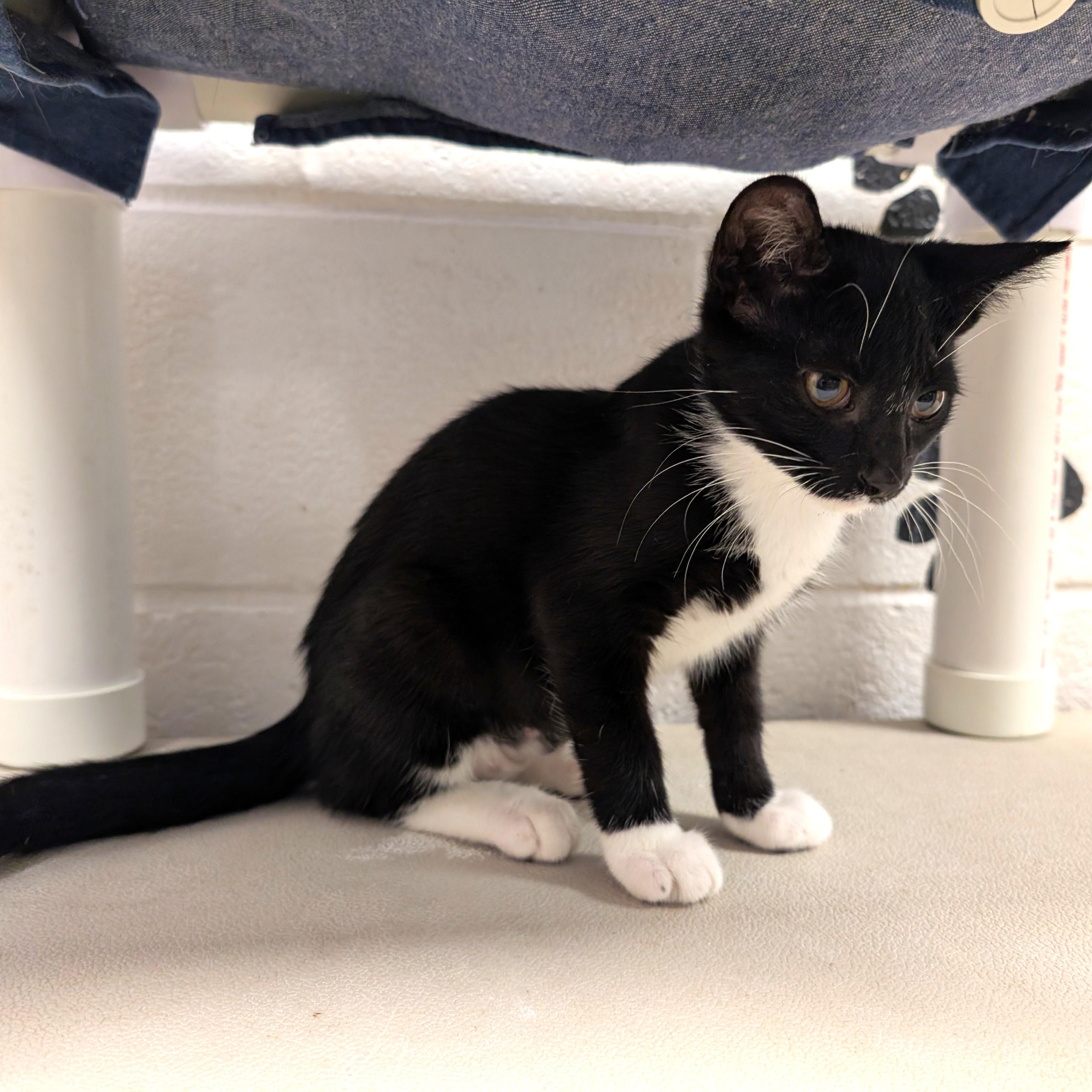 Mel, a ADOPTABLE Domestic Short Hair in Smithfield, NC image 2/3