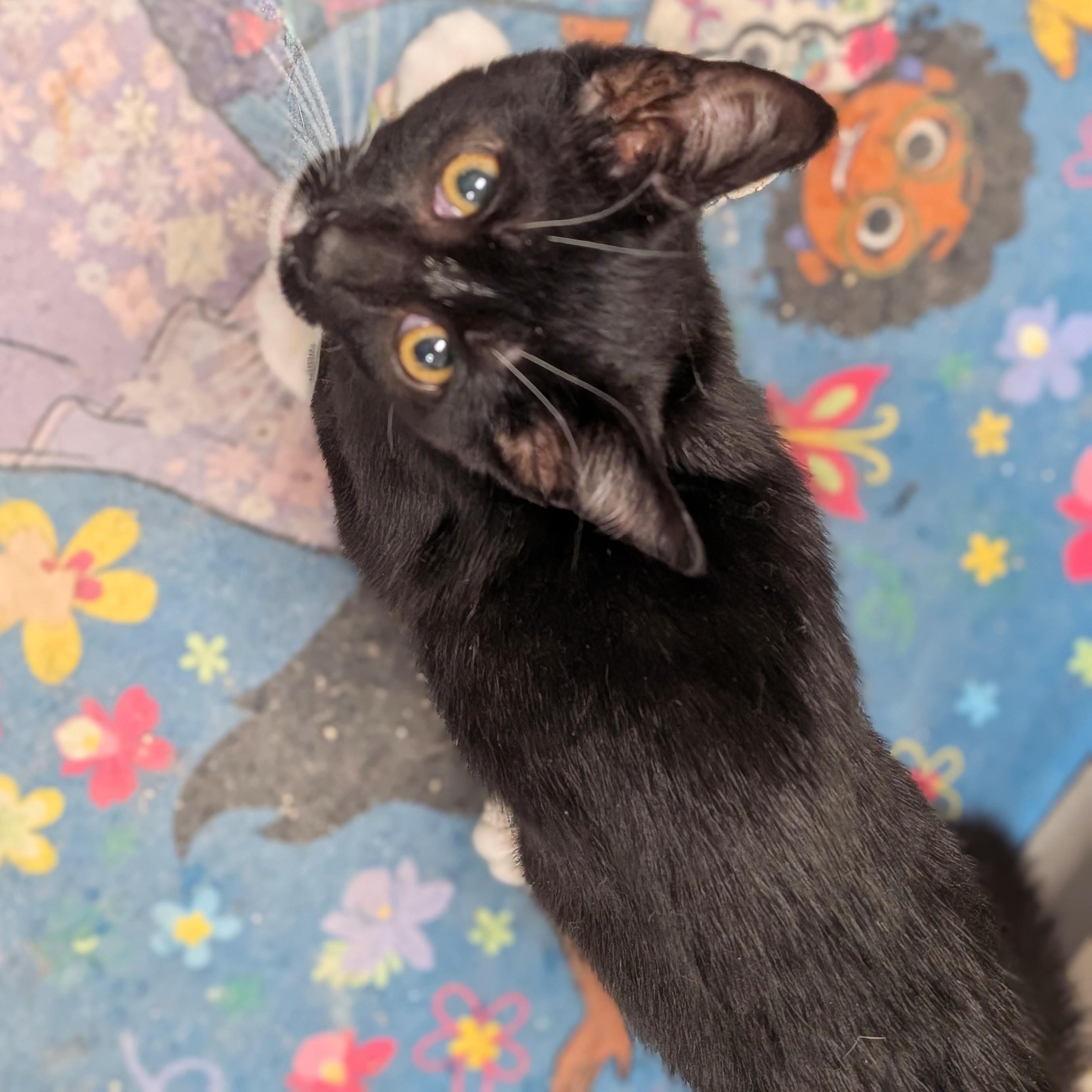 Mel, a ADOPTABLE Domestic Short Hair in Smithfield, NC image 3/3