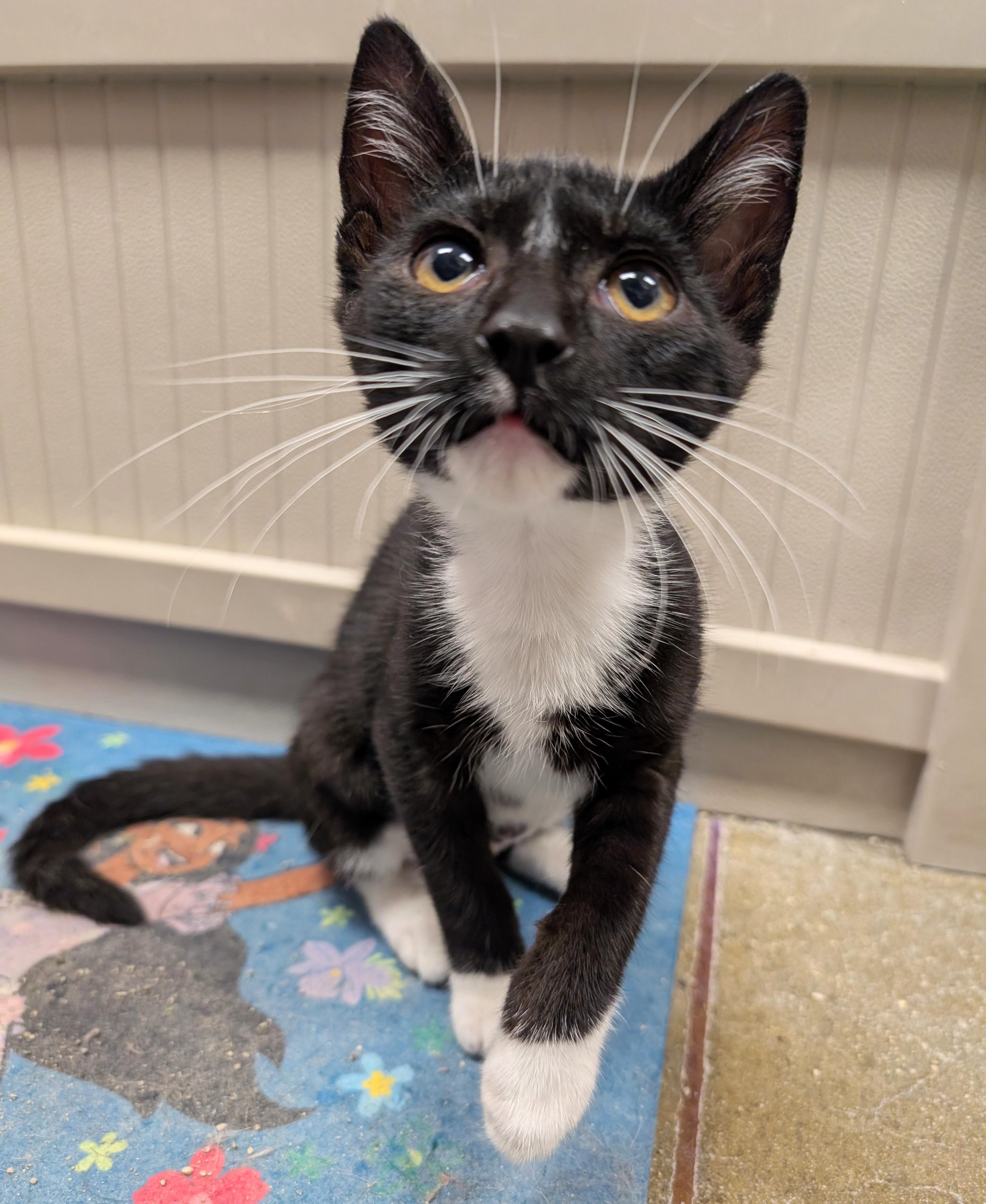 Mel, ADOPTABLE, Kitten Male Domestic Short Hair.