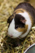 guinea pigs, a Adoptable Guinea Pig in Toledo, OH image 1/10