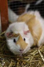 guinea pigs, a Adoptable Guinea Pig in Toledo, OH image 2/10