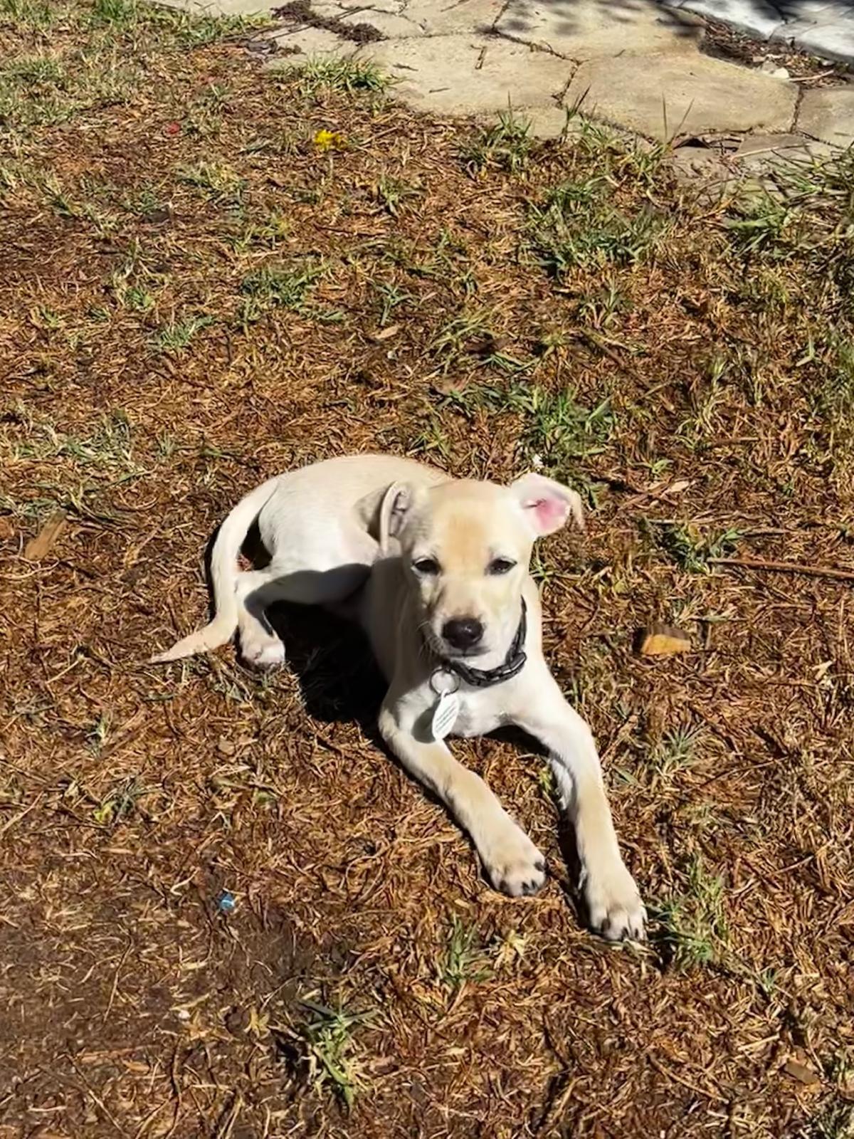 Butters, a Adoptable Chihuahua in Los Angeles, CA image 1/6