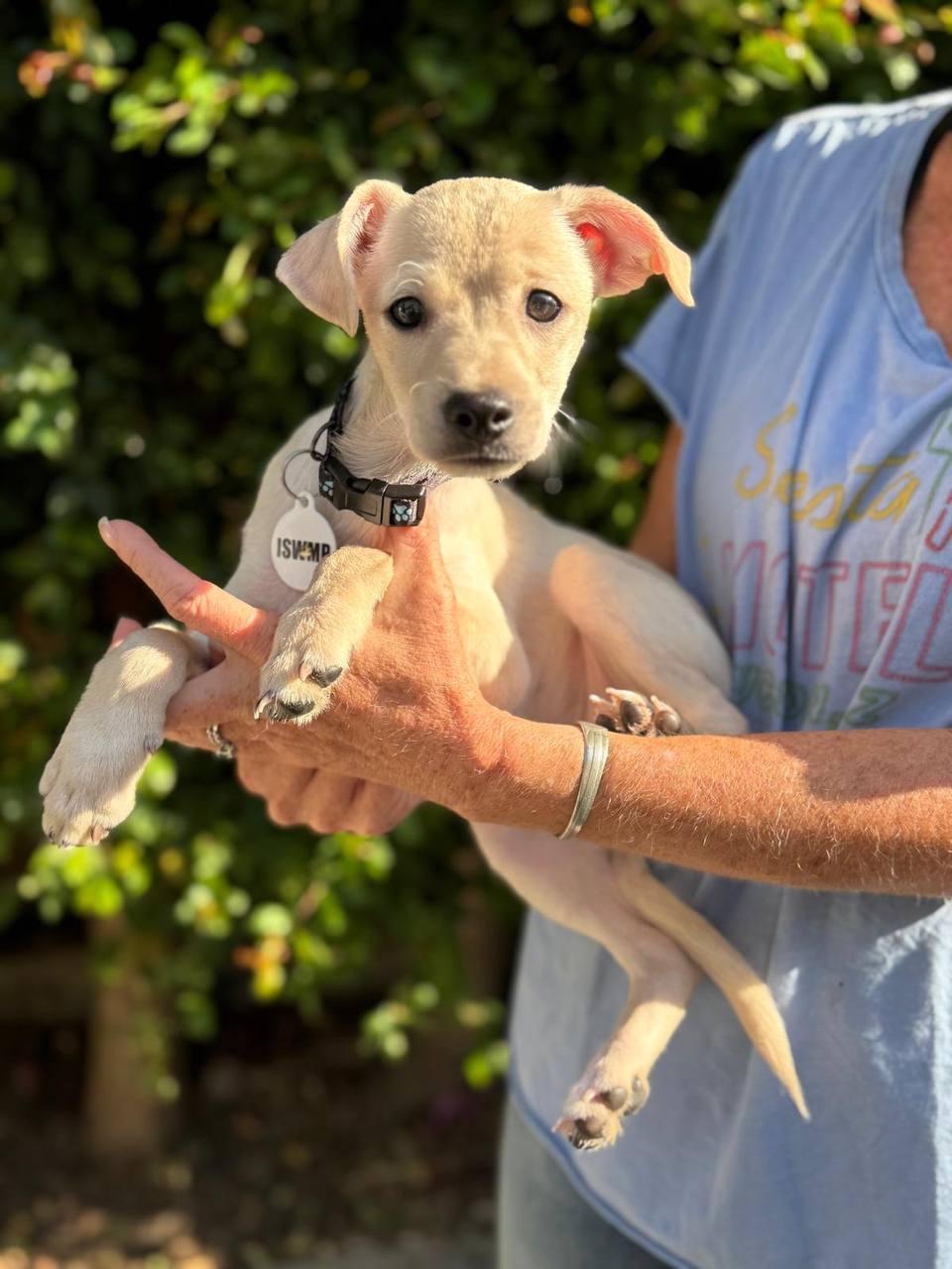 Butters, a Adoptable Chihuahua in Los Angeles, CA image 4/6