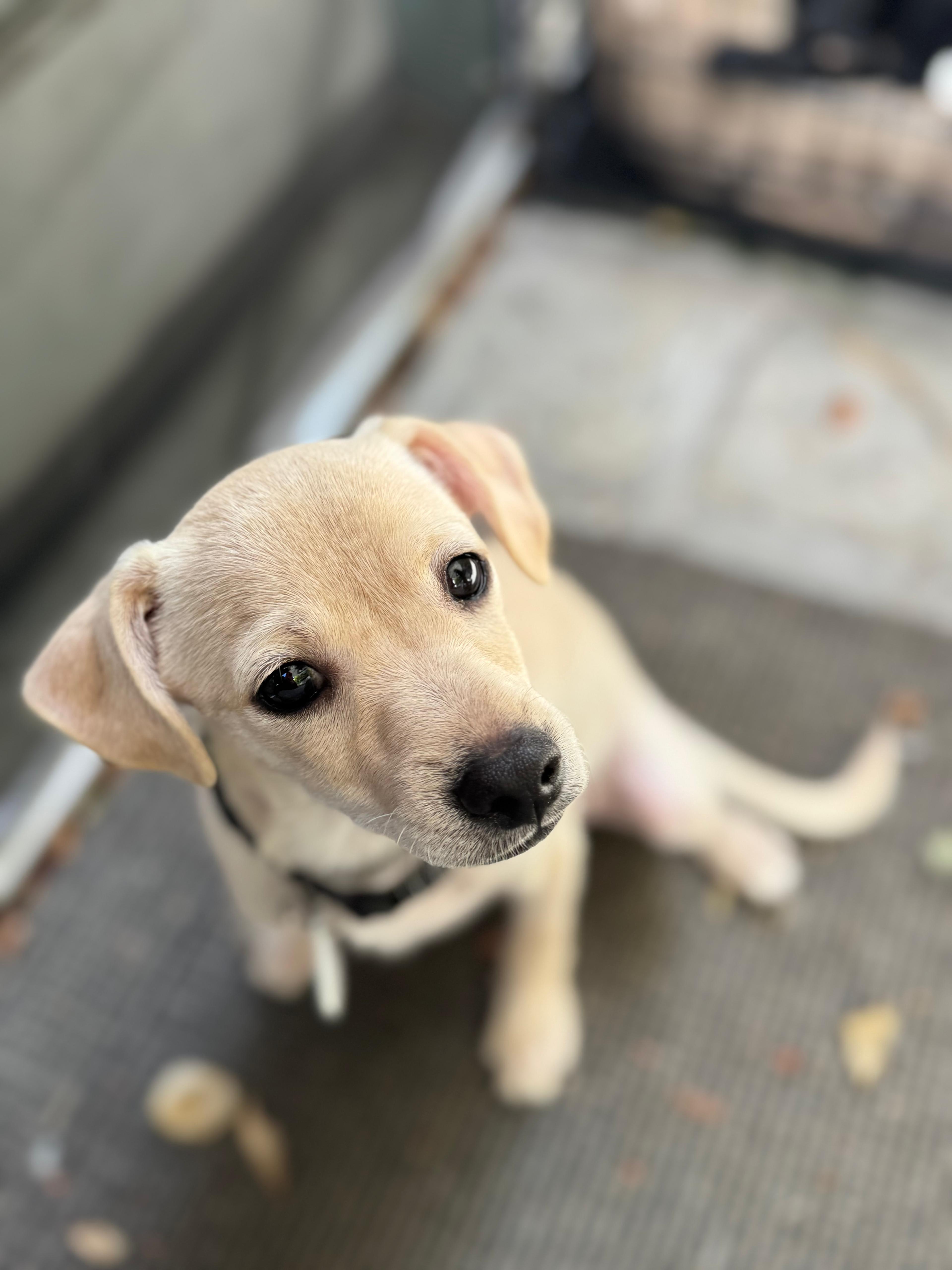 Butters, a Adoptable Chihuahua in Los Angeles, CA image 3/6