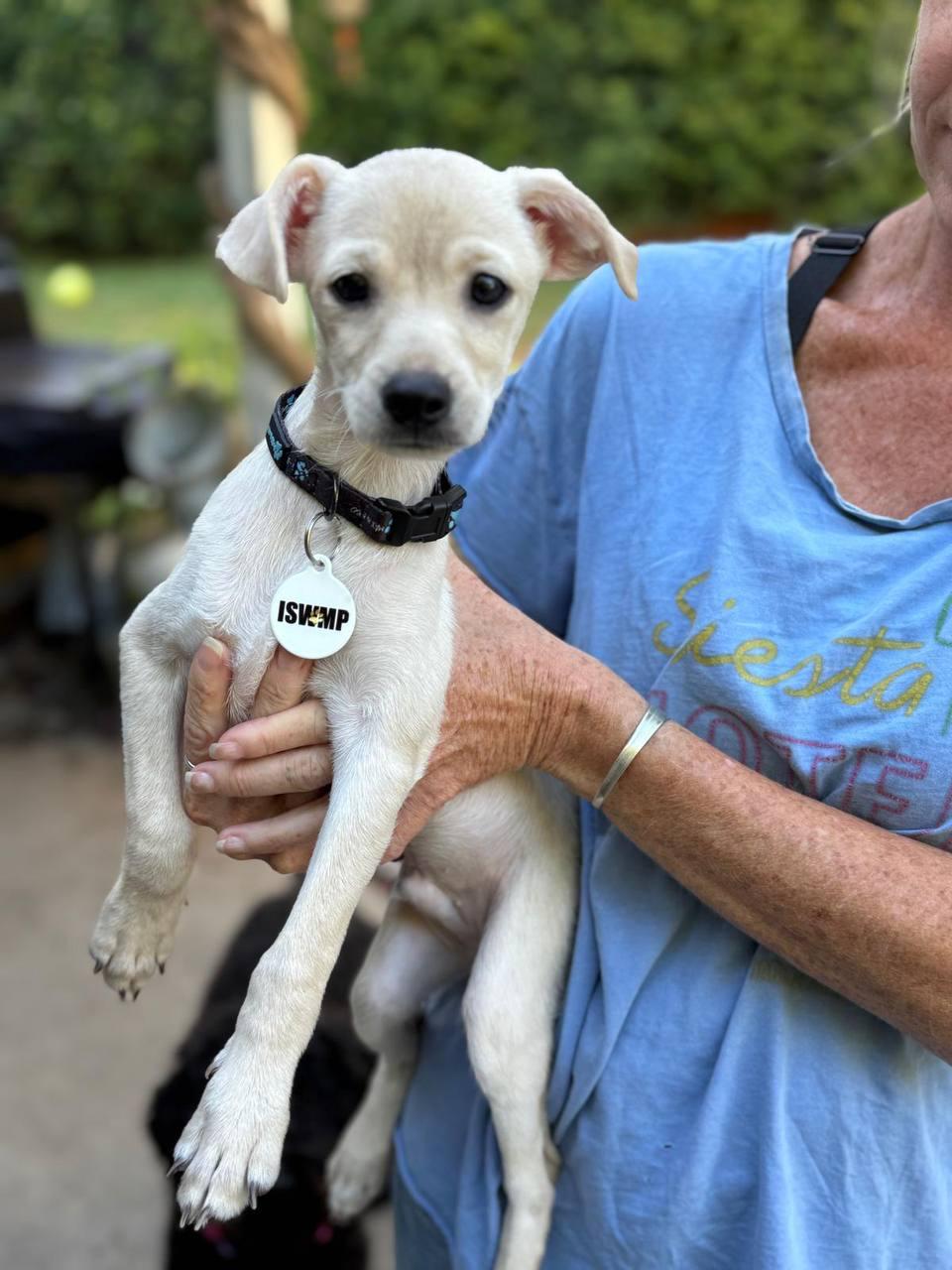 Butters, a Adoptable Chihuahua in Los Angeles, CA image 6/6