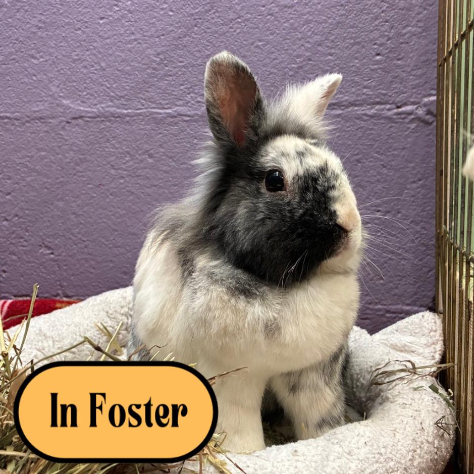Bruno, Adoptable, Adult Male Lionhead & Harlequin.