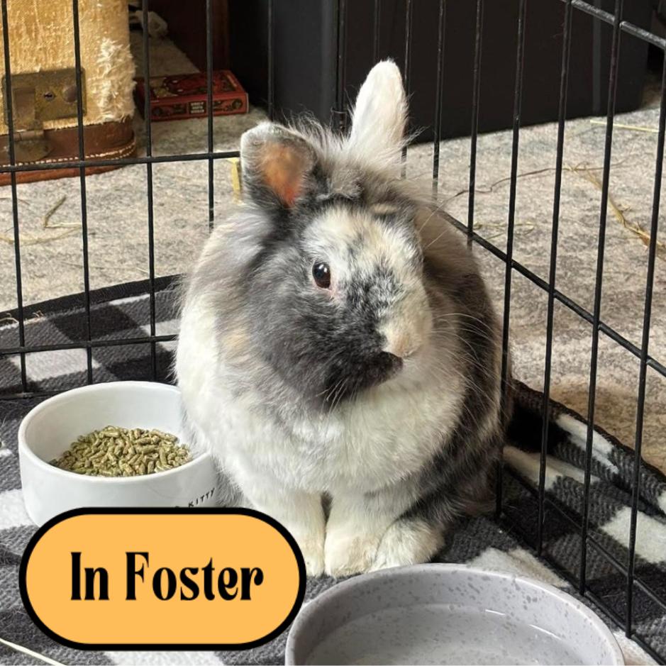 Bruno, Adoptable, Adult Male Lionhead & Harlequin.