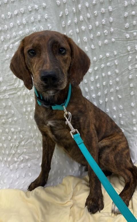 Fritz, Adopted, Puppy Male Labrador Retriever.