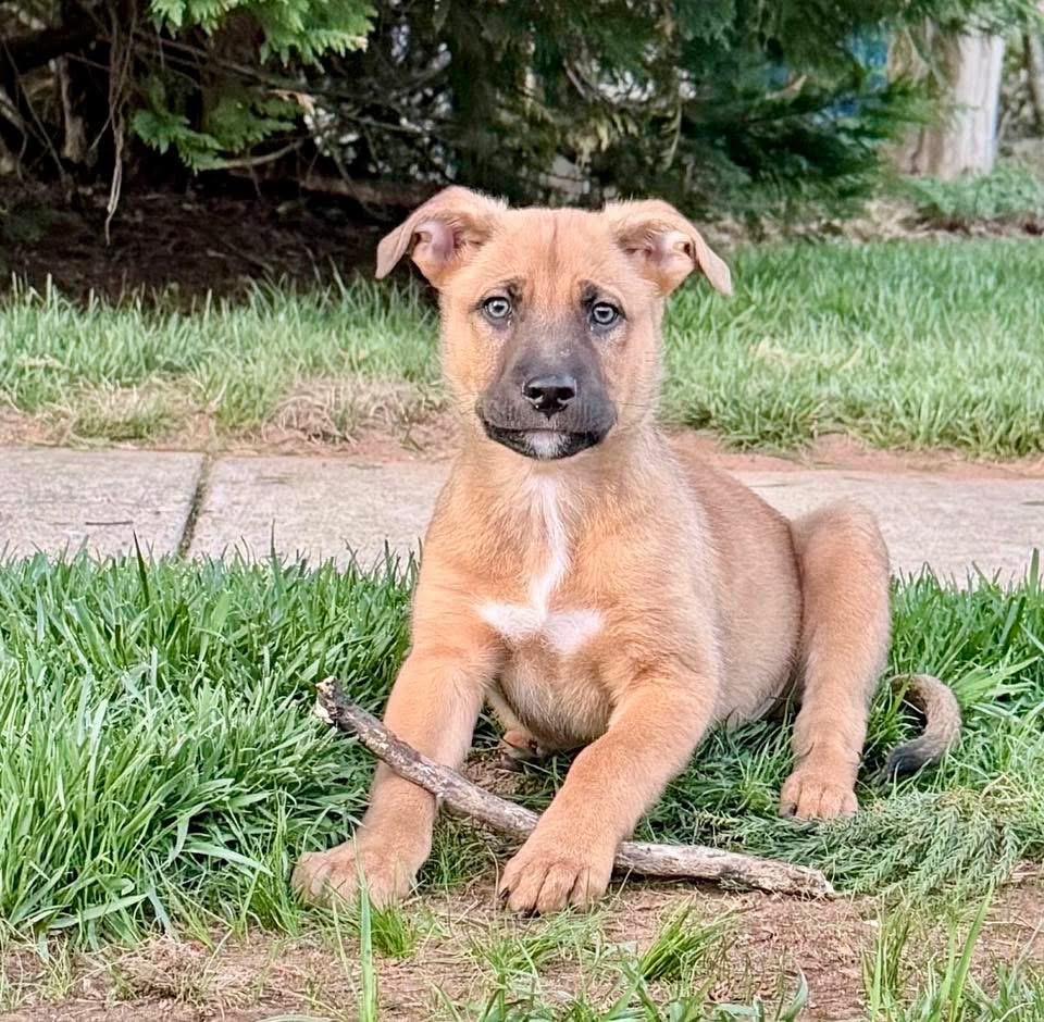 Enlarge Jackson , a ADOPTABLE mixed breed in Fairfax, VA image 5/5