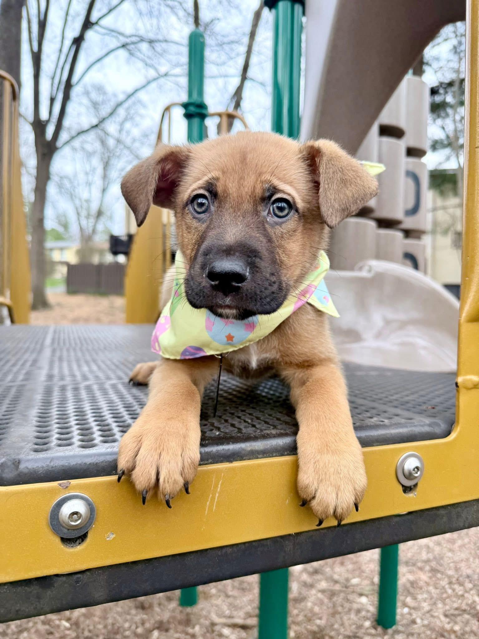 Enlarge Jackson , a ADOPTABLE mixed breed in Fairfax, VA image 1/5