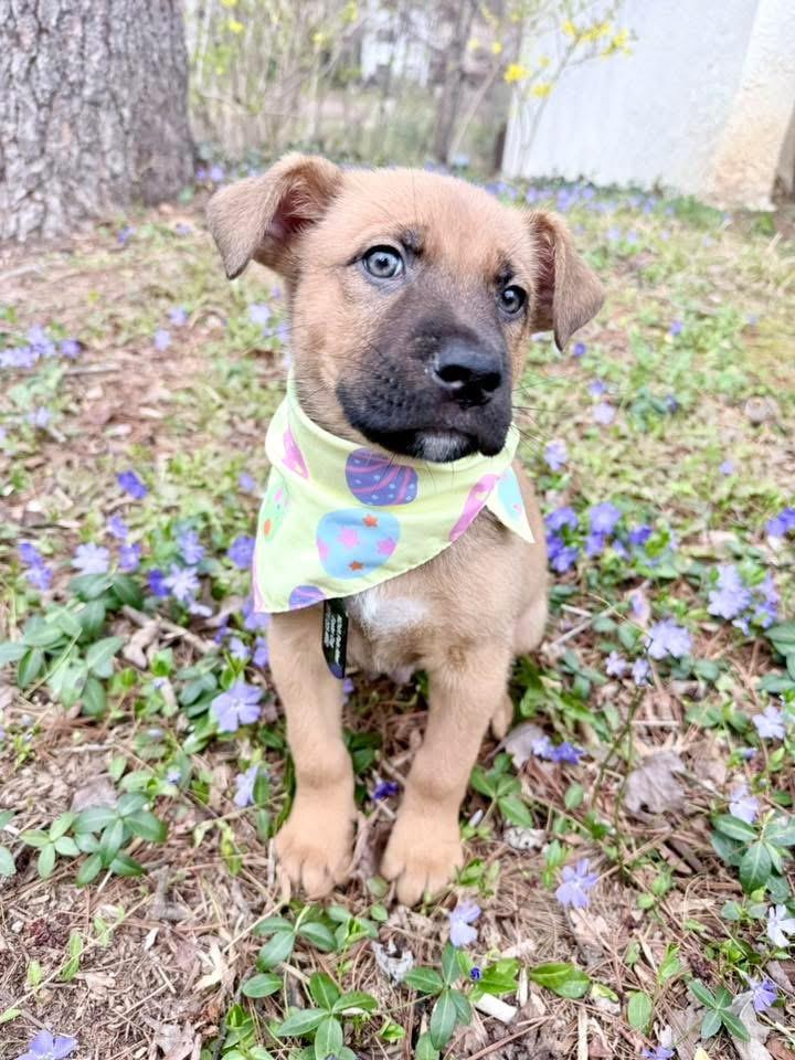 Enlarge Jackson , a ADOPTABLE mixed breed in Fairfax, VA image 2/5