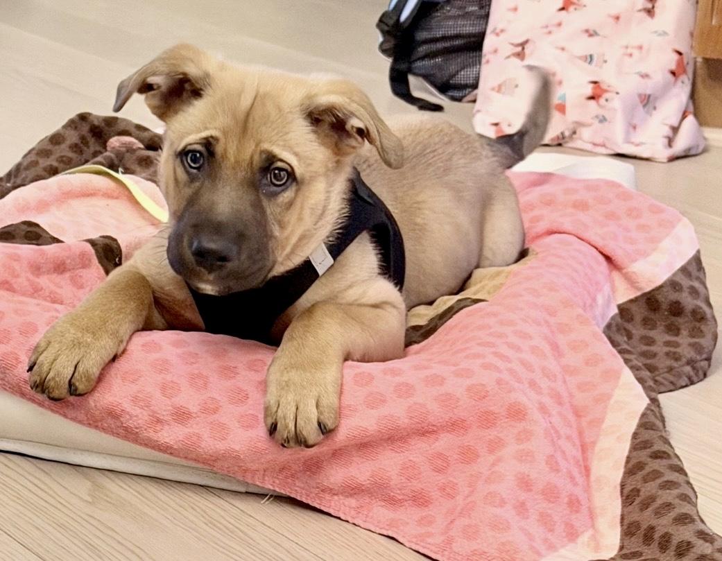 Enlarge Jackson , a ADOPTABLE mixed breed in Fairfax, VA image 4/5