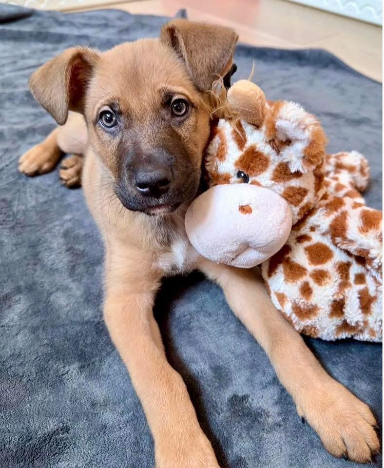 Enlarge Jackson , a ADOPTABLE mixed breed in Fairfax, VA image 3/5