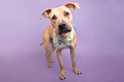 Enlarge Springer, a Adoptable mixed breed in Greenville, SC image 1/1