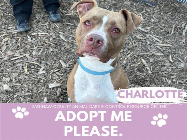 CHARLOTTE, Adoptable, Adult Female Pit Bull Terrier & Mixed Breed.