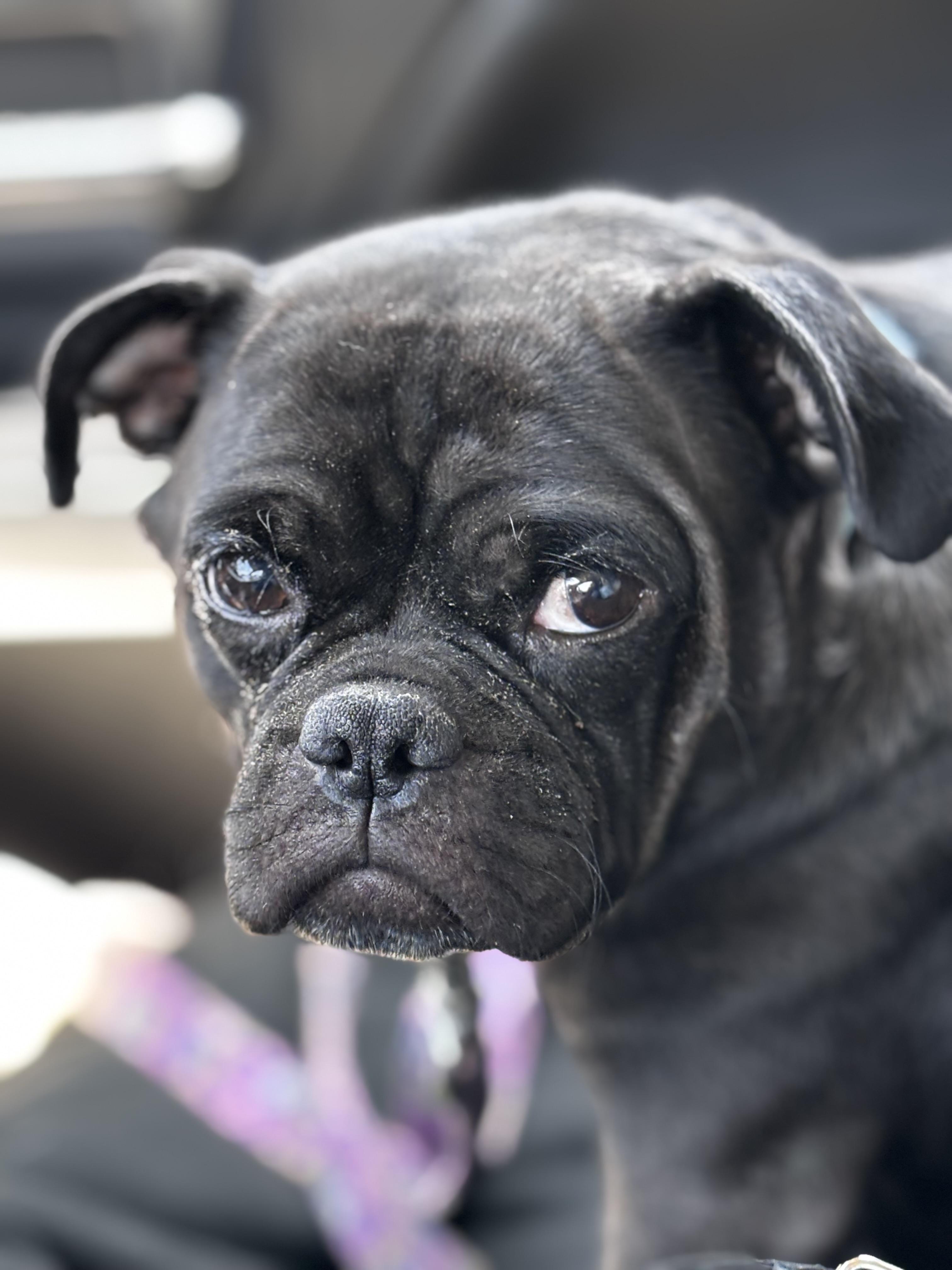 Isla, Adult Female Chug