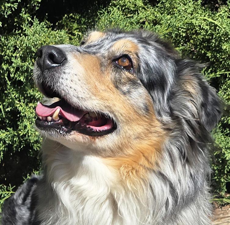 Enlarge The Exquisite Ms Cami - O La La, a Adopted Australian Shepherd in Albuquerque, NM image 1/2