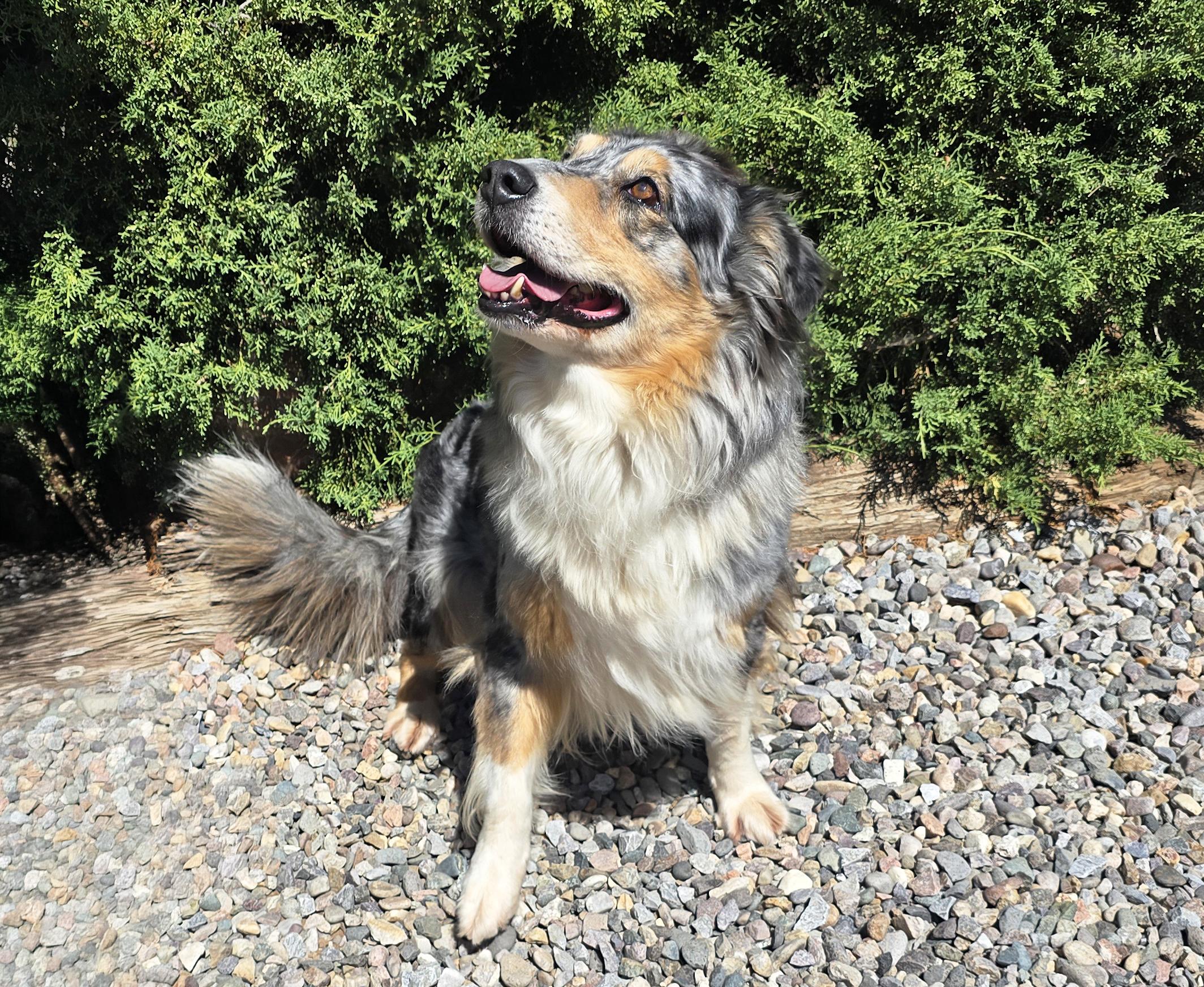 Enlarge The Exquisite Ms Cami - O La La, a Adopted Australian Shepherd in Albuquerque, NM image 2/2