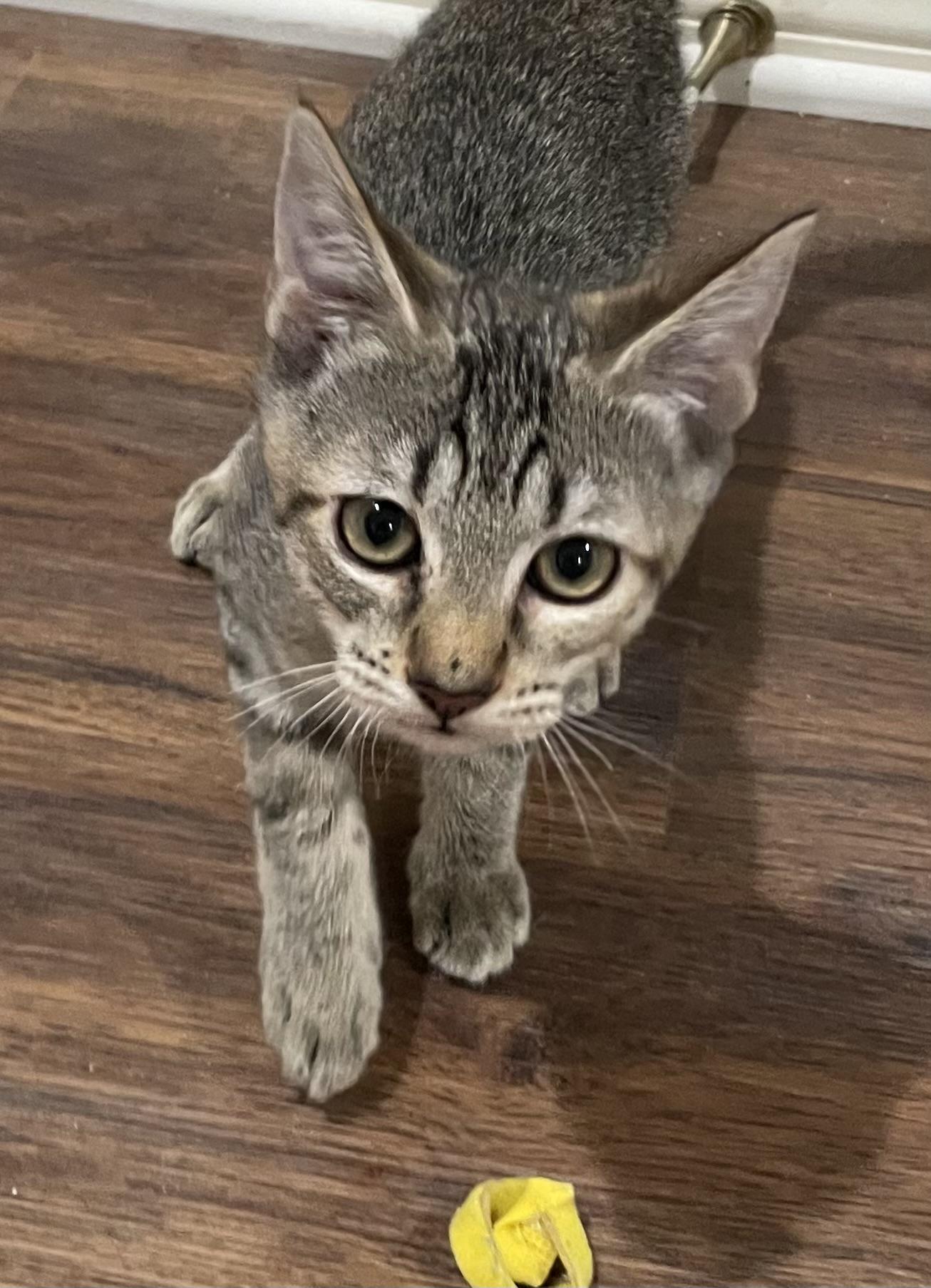 Kylee (CH kitten)-Portofino PetSmart, a Adoptable mixed breed in Conroe, TX image 1/6