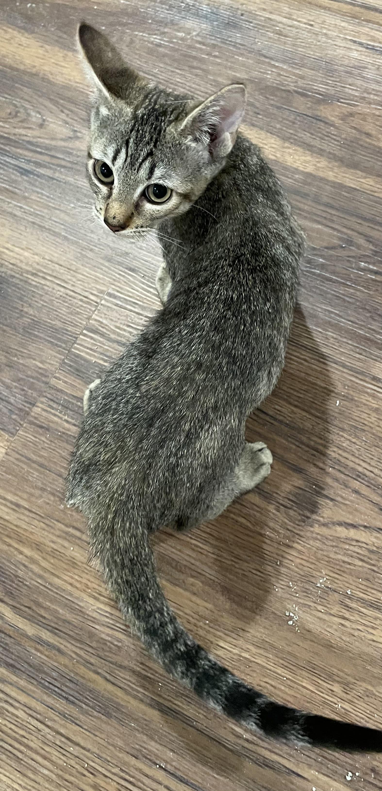 Kylee (CH kitten)-Portofino PetSmart, a Adoptable mixed breed in Conroe, TX image 2/6