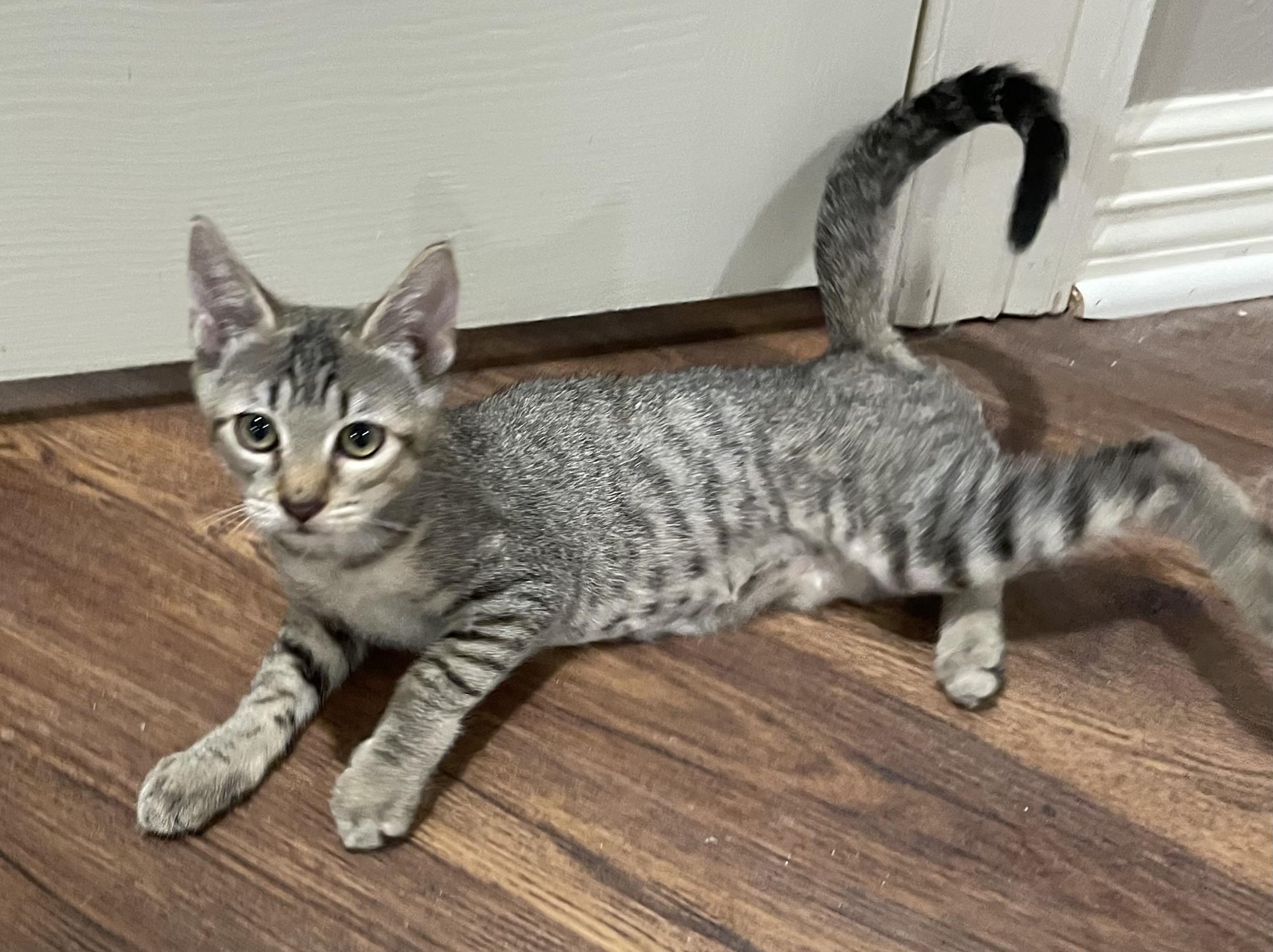Kylee (CH kitten)-Portofino PetSmart, a Adoptable mixed breed in Conroe, TX image 3/6