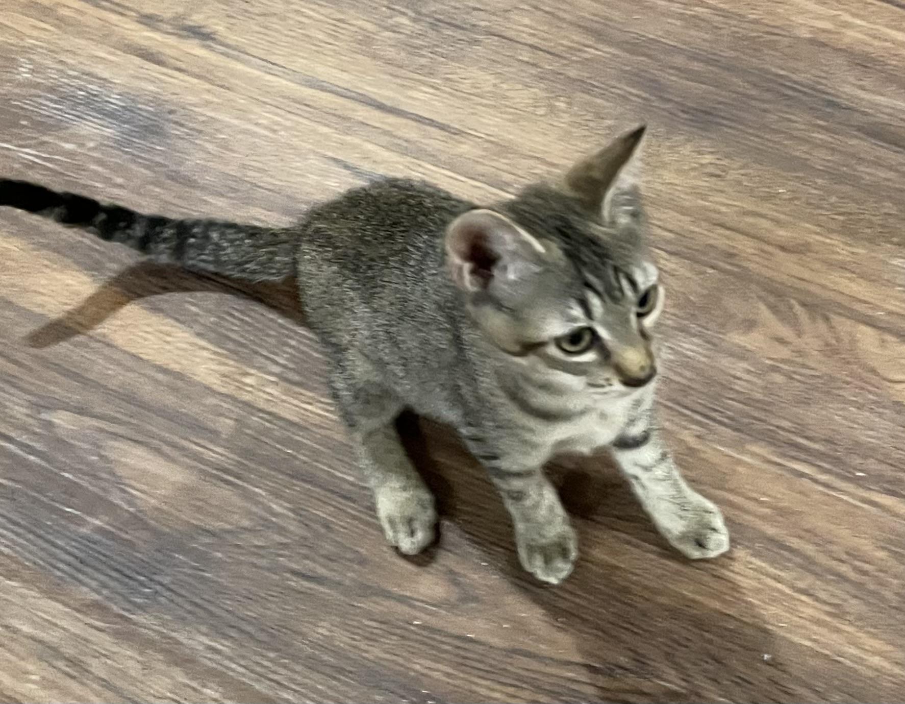 Kylee (CH kitten)-Portofino PetSmart, a Adoptable mixed breed in Conroe, TX image 4/6