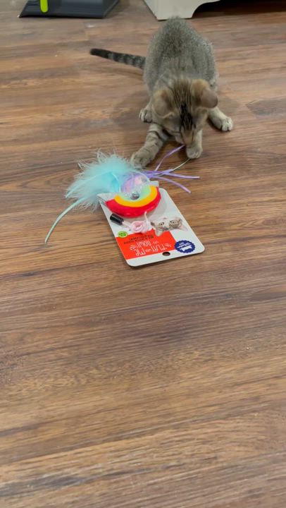 Enlarge Kylee (CH kitten)-Portofino PetSmart, a Adoptable mixed breed in Conroe, TX video 5/6