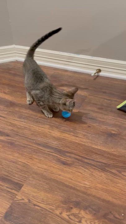 Enlarge Kylee (CH kitten)-Portofino PetSmart, a Adoptable mixed breed in Conroe, TX video 6/6