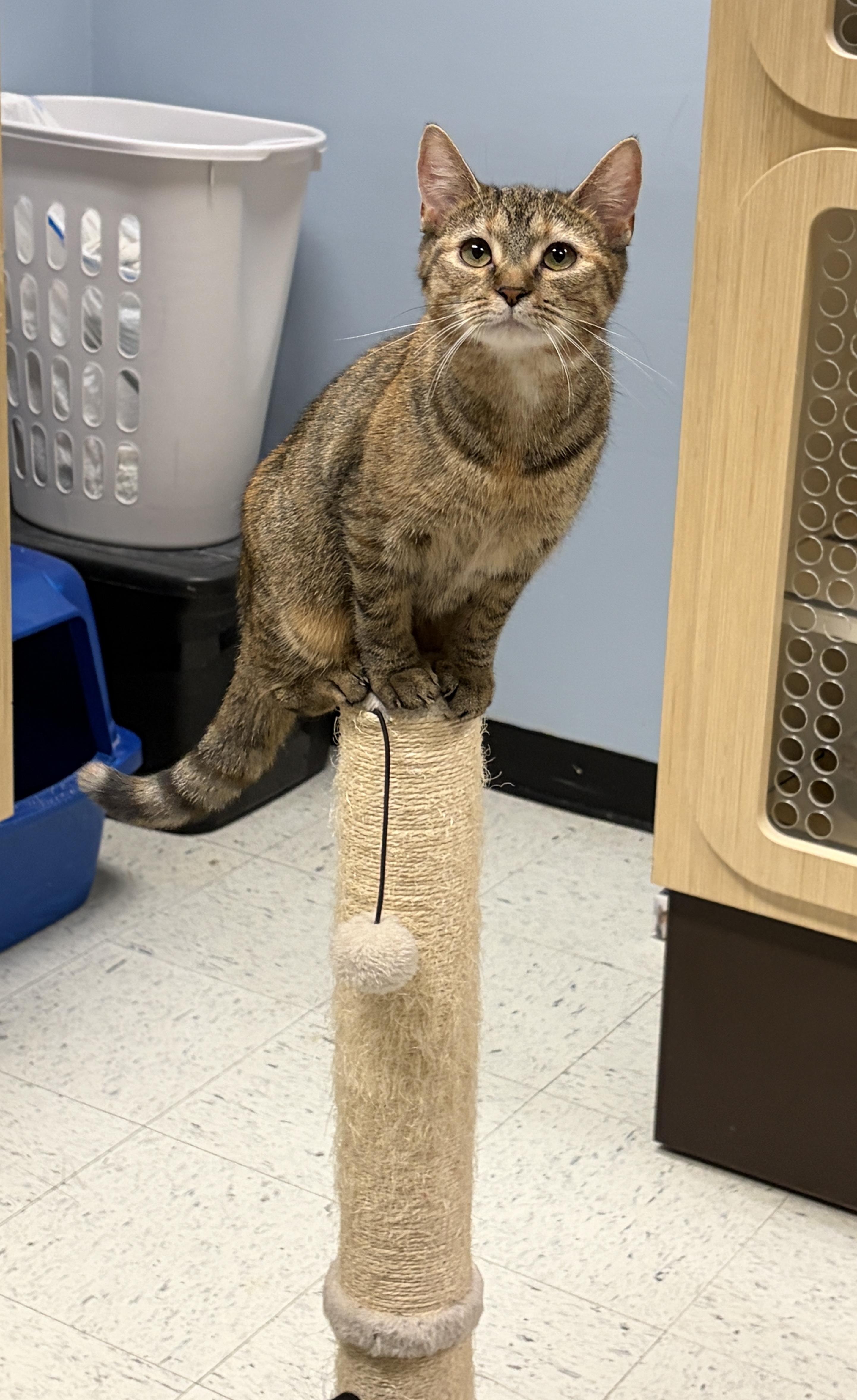 Enlarge Allie, a Adoptable Domestic Short Hair in Huntley, IL image 2/5