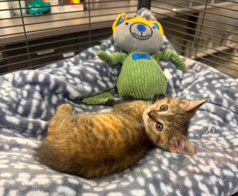 Enlarge Allie, a Adoptable Domestic Short Hair in Huntley, IL image 1/1