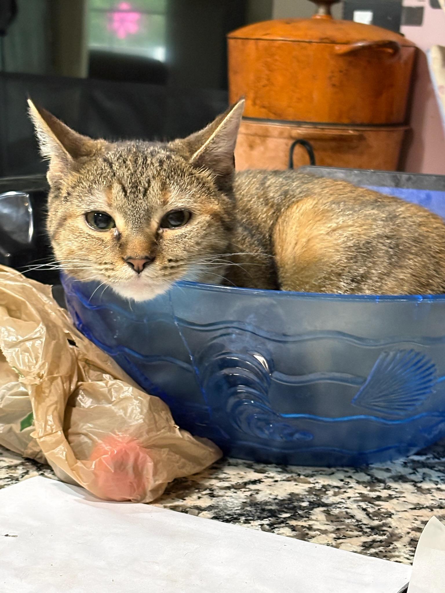 Enlarge Allie, a Adoptable Domestic Short Hair in Huntley, IL image 5/5