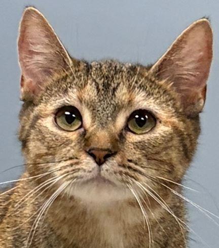 Allie, Adoptable, Young Female Domestic Short Hair.