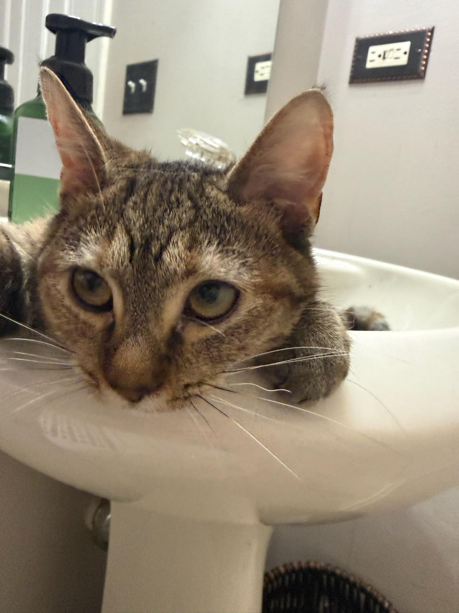 Allie, Adoptable, Adult Female Domestic Short Hair.