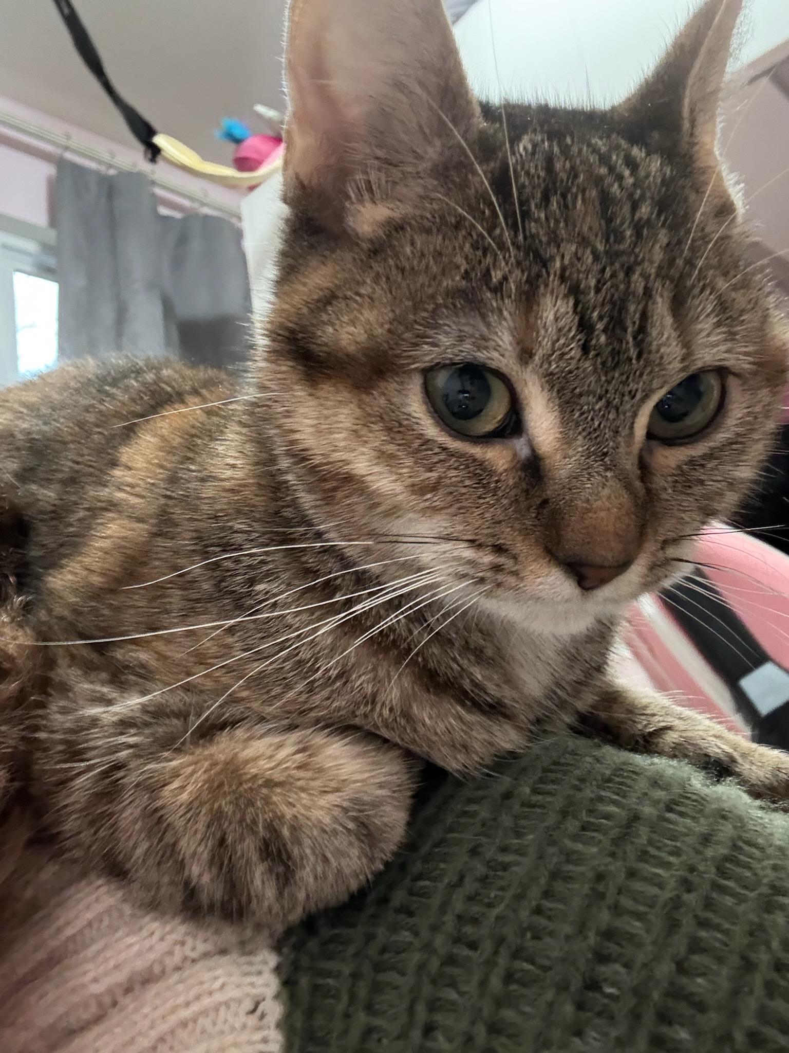 Enlarge Allie, a Adoptable Domestic Short Hair in Huntley, IL image 4/5