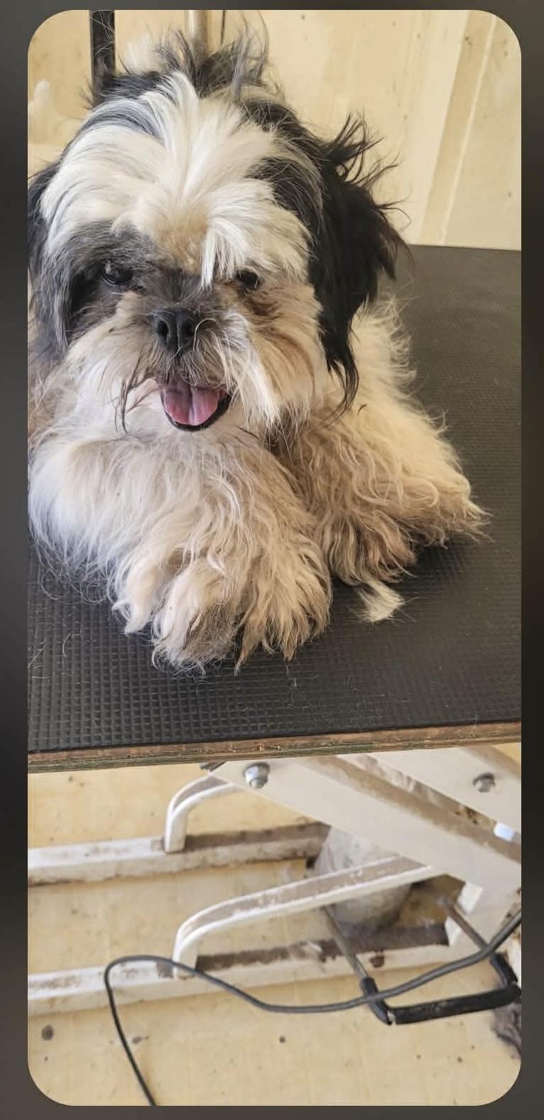 Enlarge Moomoo, a ADOPTABLE Shih Tzu in Eugene, OR image 4/4