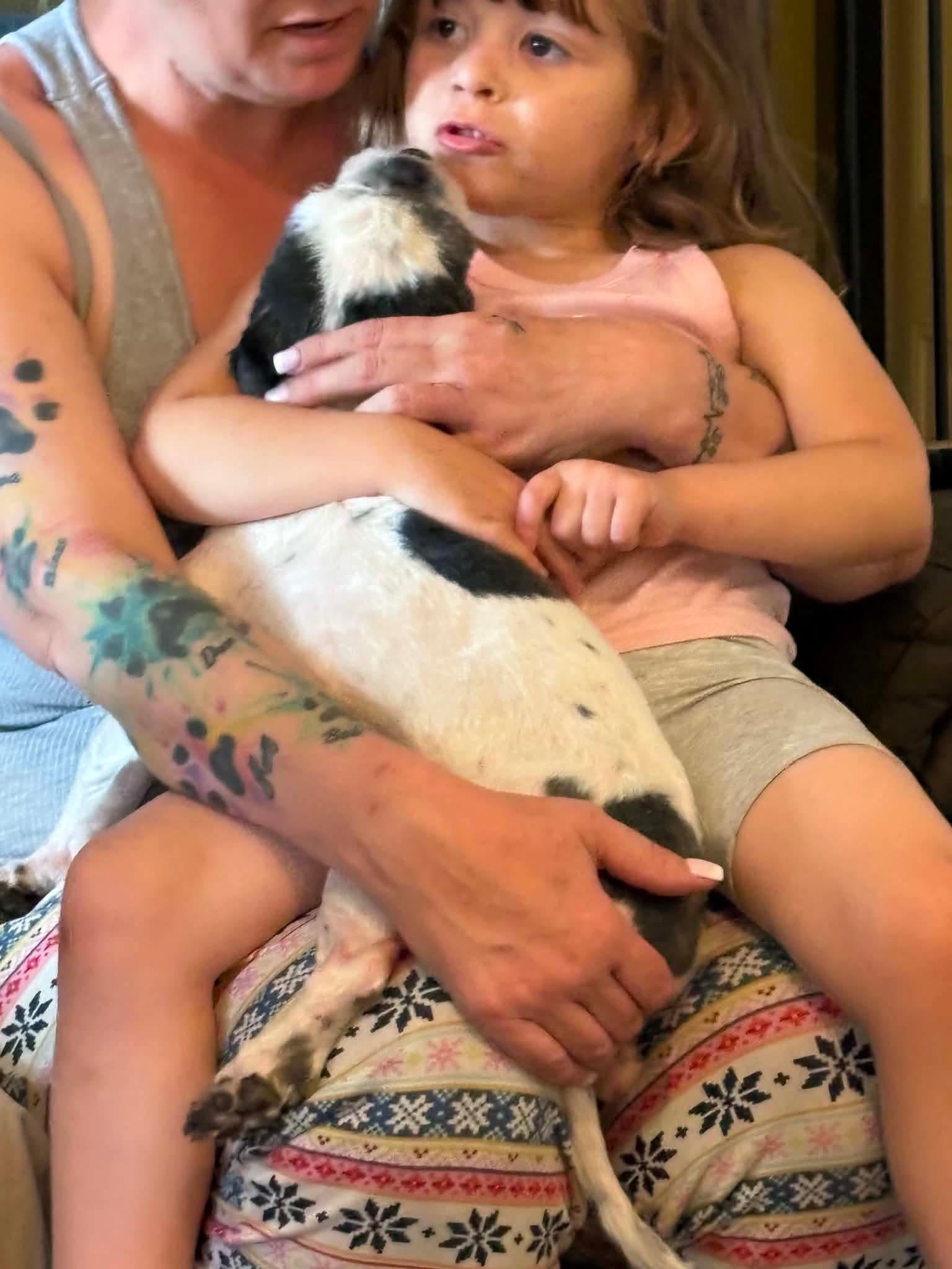 Enlarge Moomoo, a ADOPTABLE Shih Tzu in Eugene, OR image 2/4