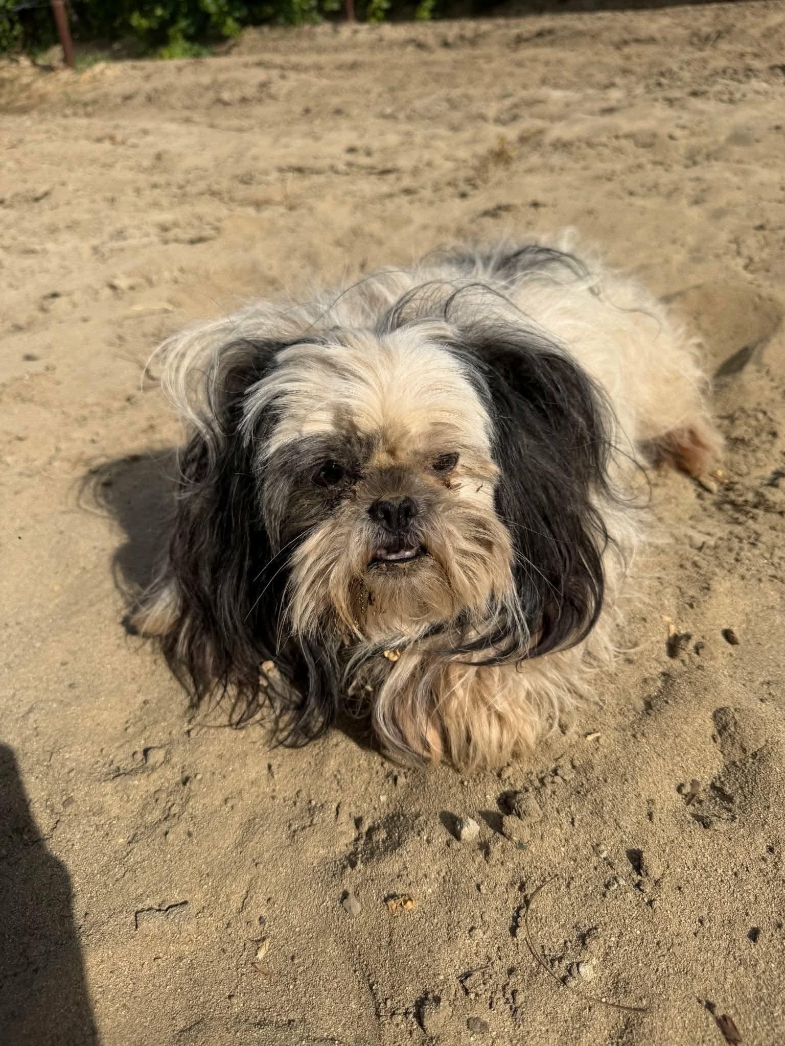 Enlarge Moomoo, a ADOPTABLE Shih Tzu in Eugene, OR image 3/4