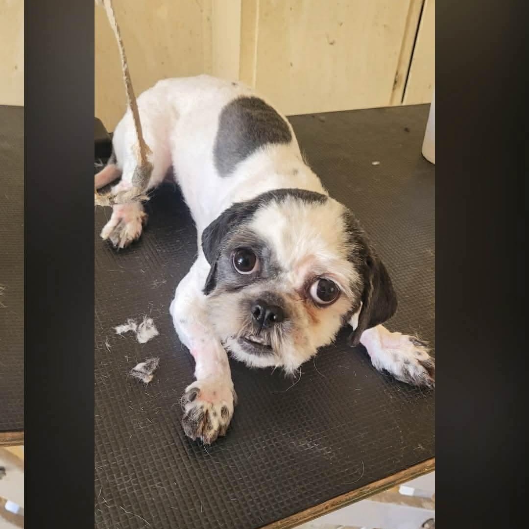 Moomoo, ADOPTABLE, Adult Female Shih Tzu.