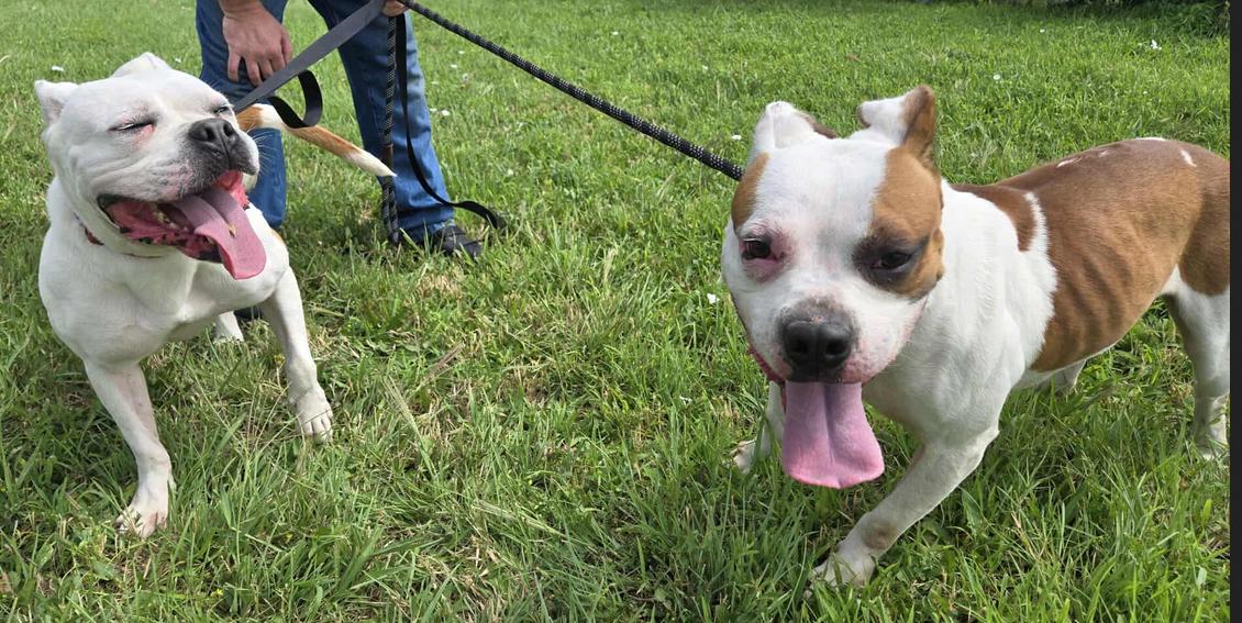 Enlarge Nelly and Cassius, a Adoptable mixed breed in Larned, KS image 1/6